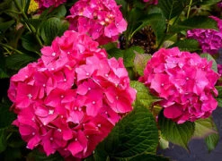 Glowing Embers Hydrangea -The Tree Center glowing embers hydrangea 2 600x437 1