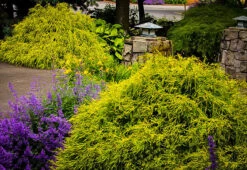 Gold Mop Cypress -The Tree Center gold mop cypress 1 600x413 1