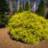 Gold Mop Cypress