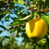 Golden Delicious Apple Tree