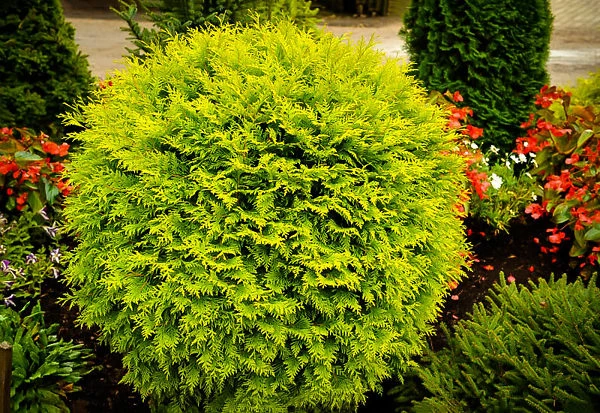 Golden Globe Arborvitae 2 Golden Globe Arborvitae - Image 2