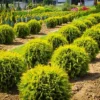 Golden Globe Arborvitae