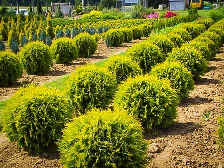 Golden Globe Arborvitae 1 Golden Globe Arborvitae