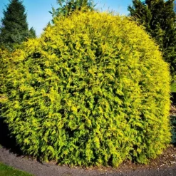 Golden Globe Arborvitae 5 Golden Globe Arborvitae -The Tree Center golden globe thuja 3 jpg webp