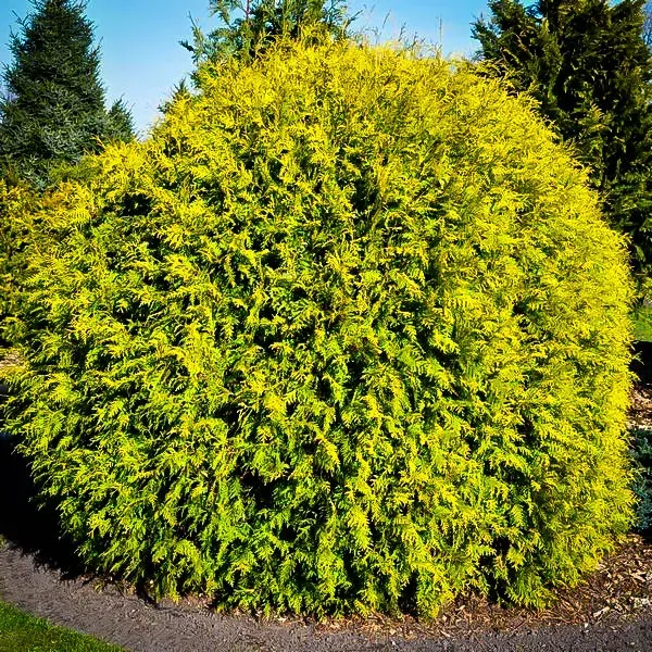 Golden Globe Arborvitae 3 Golden Globe Arborvitae - Image 3
