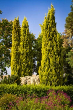 Golden Italian Cypress -The Tree Center golden italian cypress 2 600x900 1
