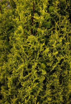 Golden Italian Cypress