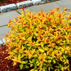 Goldflame Spirea -The Tree Center goldflame spirea 2 600x600 1