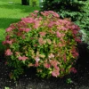Goldflame Spirea