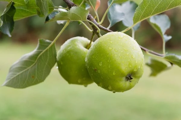 Granny Smith Apple Tree 2 Granny Smith Apple Tree - Image 2
