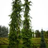 Green Arrow Alaskan Cedar