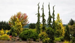 Green Arrow Alaskan Cedar 5 Green Arrow Alaskan Cedar -The Tree Center green arrow false cypress 2 600x349 1