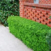 Green Beauty Boxwood