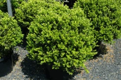 Green Beauty Boxwood 5 Green Beauty Boxwood -The Tree Center green beauty boxwood 2 600x399 1