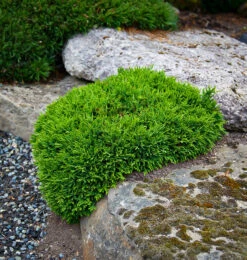 Green Globe Lawson Cypress