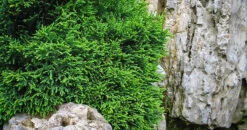 Green Globe Lawson Cypress -The Tree Center green globe chamaecyparis 3 600x315 1