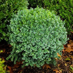 Green Ice Boxwood 5 Green Ice Boxwood -The Tree Center green ice boxwood 1 600x600 1