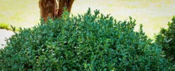 Green Ice Boxwood