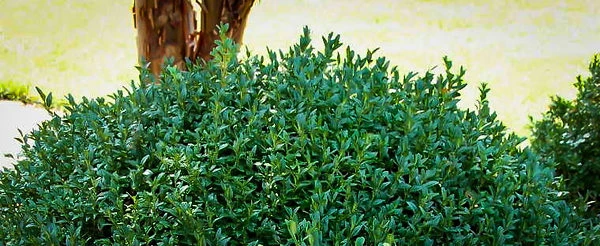 Green Ice Boxwood 1 Green Ice Boxwood