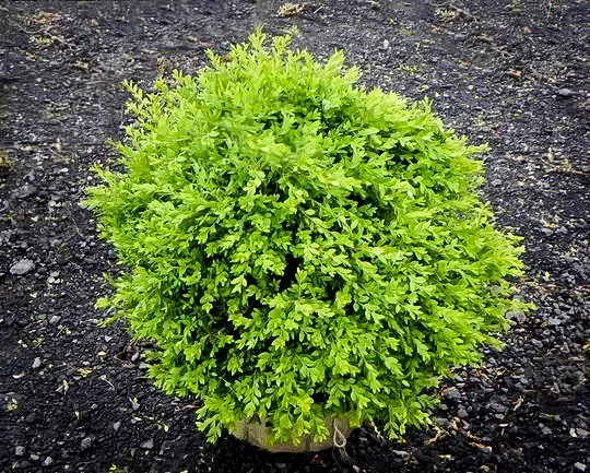 Green Ice Boxwood 2 Green Ice Boxwood - Image 2