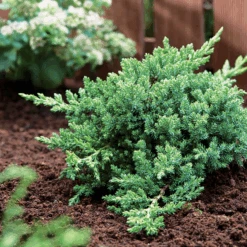 Green Mound Juniper
