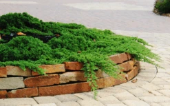 Green Mound Juniper -The Tree Center green mound juniper 3 600x375 1