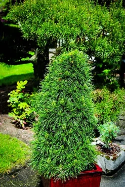 Green Penguin Scots Pine 5 Green Penguin Scots Pine -The Tree Center green penguin scotch pine 4 jpg webp