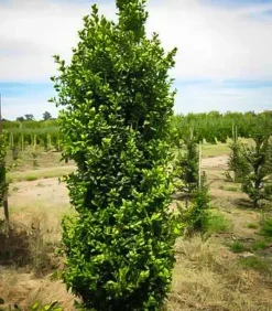 Green Pillar Boxwood