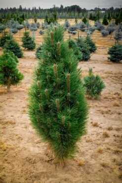 Green Tower Austrian Pine 5 Green Tower Austrian Pine -The Tree Center green tower austrian pine 1 600x901 1