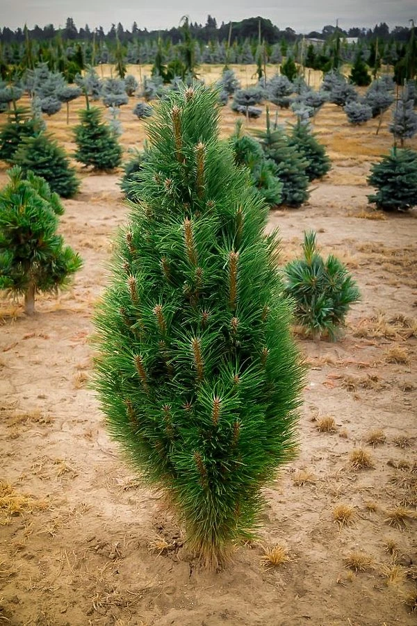 Green Tower Austrian Pine 3 Green Tower Austrian Pine - Image 3