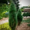 Green Tower Austrian Pine