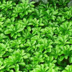 Green Sheen Pachysandra -The Tree Center green sheen pachysandra 3 copy jpg webp