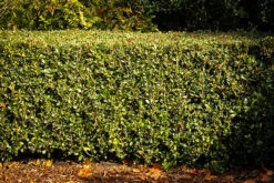 Gulftide Osmanthus -The Tree Center gulftide osmanthus 1 600x400 1