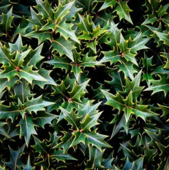 Gulftide Osmanthus -The Tree Center gulftide osmanthus 2 600x602 1