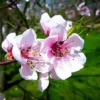 Hale Haven Peach Tree
