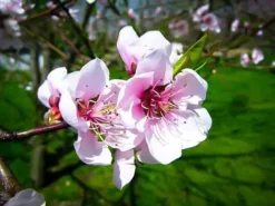 Hale Haven Peach Tree