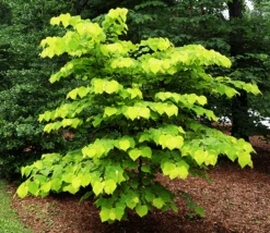 Hearts Of Gold Redbud -The Tree Center hearts of gold redbud 1 1 600x520 1