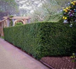 Hicks Yew -The Tree Center hicks yew 3 600x547 1