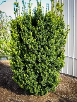 Hicks Yew -The Tree Center hicks yew hedge 1 jpg webp