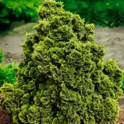 Graceful Dwarf Hinoki Cypress