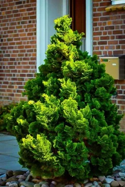 Graceful Dwarf Hinoki Cypress -The Tree Center hinoki cypress nana gracilis 3 jpg webp