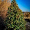 Christmas Jewel® Holly