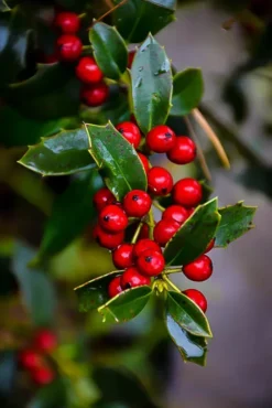 Christmas Jewel® Holly 5 Christmas Jewel® Holly -The Tree Center holly christmas jewel 2 jpg webp