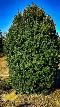 Fine Line Holly 5 Fine Line Holly -The Tree Center holly fineline 2 jpg webp