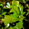 Fine Line Holly