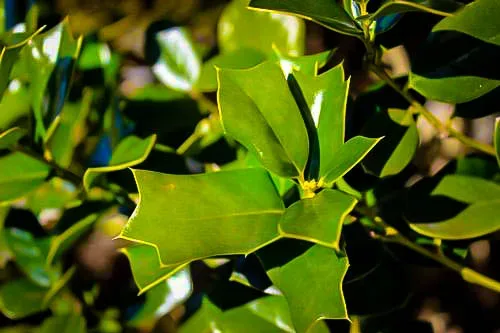 Fine Line Holly 1 Fine Line Holly