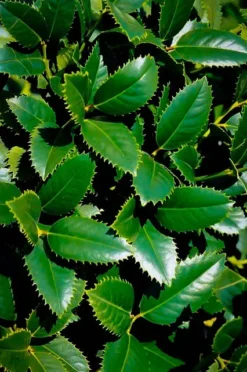 Liberty Holly -The Tree Center holly liberty 2 jpg webp