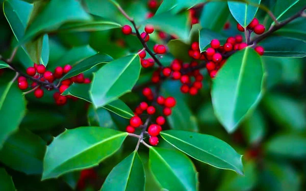 Savannah Holly 3 Savannah Holly - Image 3