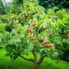 Honeycrisp Apple Tree
