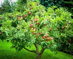 Honeycrisp Apple Tree